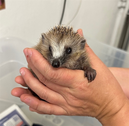 Igel