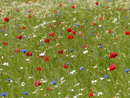 Blumenwiese