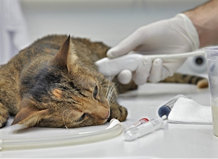 Katzen op