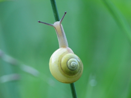 Schnecke