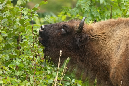 WISENT