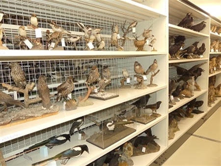 BNM Sammlung Vögel