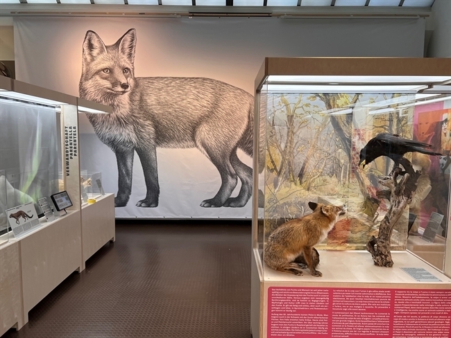 Wandbild SA Fuchs