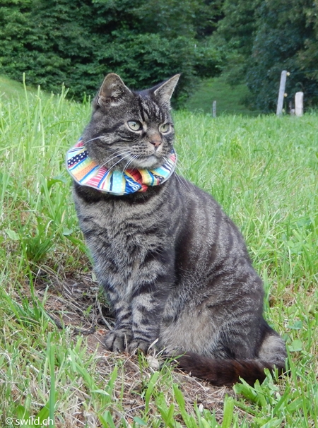 Katze
