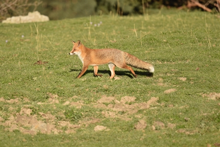 fuchs