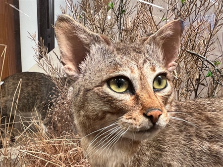 fabelkatze
